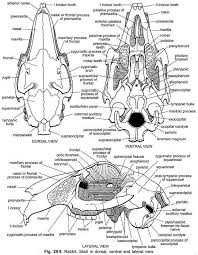 endoskeleton of rabbit with diagram vertebrates