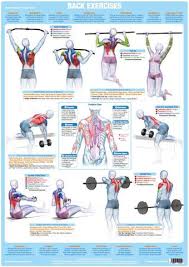 When you think about back training, the secondary or tertiary mover in any sort of row, pulldown, or target muscles: Muscle Chart Back Back Muscles Weight Training Poster Body Building Gym Build Muscle Lose Fat Stay Motivated