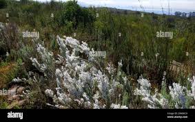 Image result for Eriocephalus racemosus