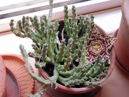 Who doesn't want to grow cacti indoors? Orbea Variegata Carrion Cactus Carrion Flower Starfish Cactus Star Flower Toad Cactus Toad Plant Toad Spotted Cactus North Carolina Extension Gardener Plant Toolbox