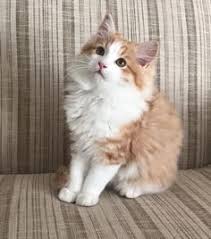 Maybe you would like to learn more about one of these? 73 Ragamuffin Cats Ideas Ragamuffin Cat Ragamuffin Cats