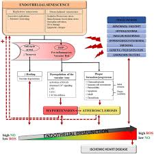 Compare money transfer services, compare exchange rates and commissions for sending money from europe to romania. Frontiers Therapeutic Potential Of Quercetin To Alleviate Endothelial Dysfunction In Age Related Cardiovascular Diseases Cardiovascular Medicine
