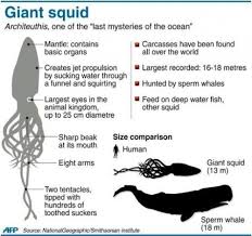 Size Chart Giant Squid Sea Creatures Deep Sea Creatures