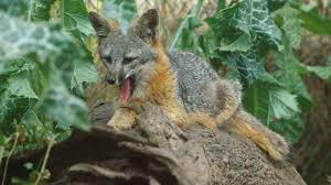 Santa catalina island for arma 3 is an accurate replication of the real world island located just off the coast of southern california, usa. Recovery America S Dwarf Fox Gets A Second Chance Cool Green Science