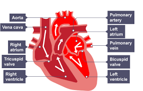 We did not find results for: Year 7 Heart Dissection