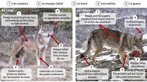 Le chien loup tchécoslovaque est un chien doté de beaucoup de courage,. Cinq Criteres Pour Savoir Differencier Un Loup D Un Chien