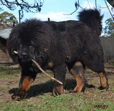 The tibetan mastiff is a large tibetan dog breed. Jangbu Tibetan Mastiffs Australia Home Facebook