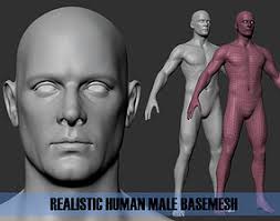 The male body has sexual organs both inside and outside the body. Body Parts 3d Models Cgtrader