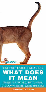 Pin On Cat Behavior And Care