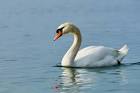 Critter of the Quarter: Mute Swan - Mt. View Sanitary District