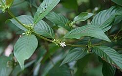 Image result for Sabicea bequaertii