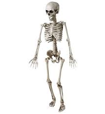 In detail, a skeleton of c is a category d such that: Halloween Cadilar Bayrami Malzemeleri Insan Iskeleti 100 Cm