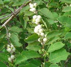 Image result for Flueggea