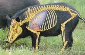 Pigs most accurately mimic the impact on an intruder The Clean Kill Where To Shoot A Hog Hog Blog Hogman