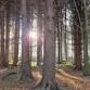 Trees of the Designed Landscape