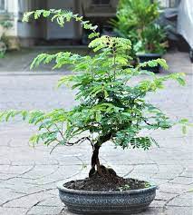 Update bahan bonsai asem jawa umur 1 th dari biji. Jual Bonsai Asem Jawa Bibit Tanaman Hias Di Lapak Bonsai House Bukalapak