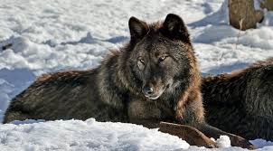 Wolves are complex, highly intelligent animals who are caring, playful,. Feds Fielding Fewer Wolf Complaints Killing Fewer Animals Powell Tribune
