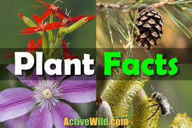 The flower of the titan arum (amorphophallus titanium) is the largest unbranched flower in the world and can reach up to 15 feet tall. Plants Facts For Kids Students With Free Printable Plants Worksheet