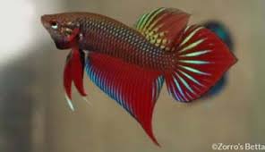 Where do betta fish live in the wild? Siamese Fighting Fish Betta Splendens Wild Encyclo Fish