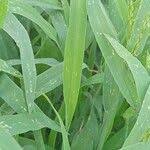 Image result for Digitaria brazzae