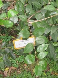 Image result for Scolopia