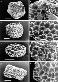 Image result for Canscora kirkii