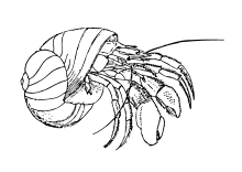 Malvorlagen fische muscheln bildergebnis f 252 r seestern zum ausmalen muschel tattoos. Ausmalbilder Fische Krebse Seepferdchen Kraken Quallen Muscheln