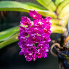 Image result for Viridivia