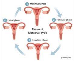 Phases In Mestural Cycles Brainly In