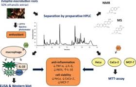 Image result for Eulophia hereroensis