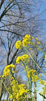 Canola Flower If I M Not Mistaken Bunga