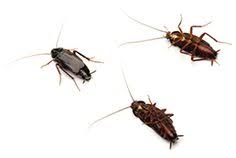 We understand how things work. 34 Pest Control Ideas Pest Control Pests Termite Control