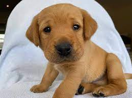 Check spelling or type a new query. Lockdown Puppies Sparked A Cut Throat Canine Market Of Rocketing Rates And Outright Theft Daily Mail Online