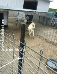 Hours may change under current circumstances Pets R Us Omaha We Don T Buy Puppy Mill Free Nebraska Facebook