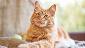 Each special cat is activated from a prefix or suffix in their names, with the exception of kitten lures. Ginger Cat Names 25 Awesome Cat Names For An Orange Cat