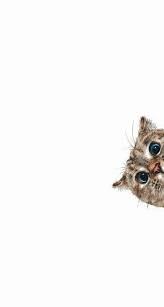 Kucing lucu juga memiliki di pusat tema kami. Picture Cutew 2 Cat Wallpaper Funny Iphone Wallpaper Iphone Wallpaper