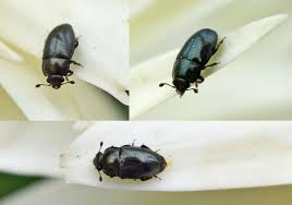 Kleine schwarze kafer 8 haufige kafer mit bild gartenlexikon de. Rapsglanzkafer Wikipedia