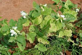 Image result for Crotalaria barkae