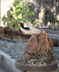 Image result for Cyphostemma quinatum