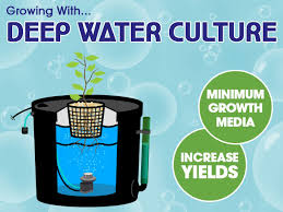 Diy deep water culture bucket system. Growing With Deep Water Culture What S On The Grow Holland Horticulture