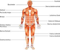 There are around 650 skeletal muscles within the typical human body. Muscle Diseases And Disorders Anatomy 101 From Muscles And Bones To Organs And Systems Your Guide To How The Human Body Works