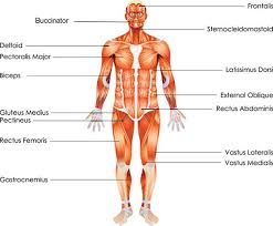 Bones of the upper and lower limbs and the shoulder and pelvic girdles main joints: Muscle Diseases And Disorders Anatomy 101 From Muscles And Bones To Organs And Systems Your Guide To How The Human Body Works