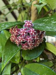 Image result for hoya plant flower