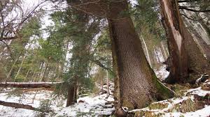 AdresÄƒ CÄƒtre Ministerul Apelor È™i PÄƒdurilor Privind Cotele De VanÄƒtoare Pentru Perioada Mai 2017 14 Mai 2018 Wwf Romania