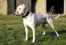 Pregon Agropecuario :: REEDICION - Raza Canina DOGO ARGENTINO ...
