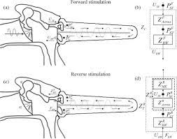 Reverses the order of the elements in the range [first,last). A Comparative Finite Element Analysis Of Acoustic Transmission In Human Cochlea During Forward And Reverse Stimulations Sciencedirect