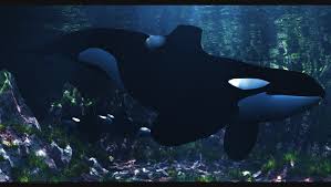 In fact, the killer whale name was originally whale killer, as ancient sailors saw them hunting in groups. Keiko Orca By Drowelfmorwen On Deviantart