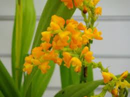 Image result for Polystachya melanantha