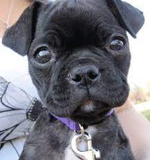 Boston Terrier Dog Breed Information Cute Pugs Cute Animals Images Cute Animals