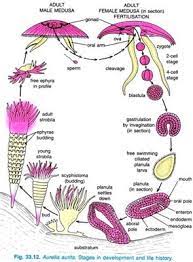 Check spelling or type a new query. Daur Hidup Aurelia Aurita Ubur Ubur Dan Struktur Tubuhnya Terlengkap Penjaskes Co Id